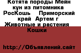 Котята породы Мейн кун из питомника “РосКошь“ - Приморский край, Артем г. Животные и растения » Кошки   